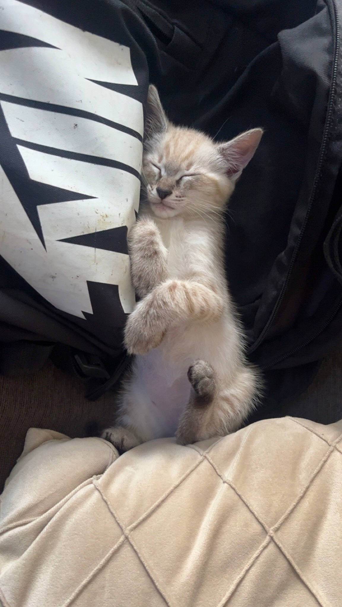 Youki a rejoint le concours — aidez-le/la à gagner de superbes lots ! carnivore, cat, claw, comfort, couch, domestic_short_haired_cat, fawn, felidae, fur, grey, nap, paw, sitting, small_to_medium_sized_cats, snout, tail, whiskers, wood