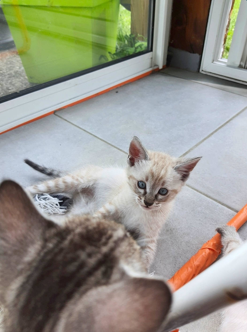Youki participe au concours pour gagner de l'argent avec cette photo : carnivore, cat, claw, domestic_short_haired_cat, door, fawn, felidae, fur, paw, pet_supply, photo_caption, plant, small_to_medium_sized_cats, snout, tail, whiskers, window, wood