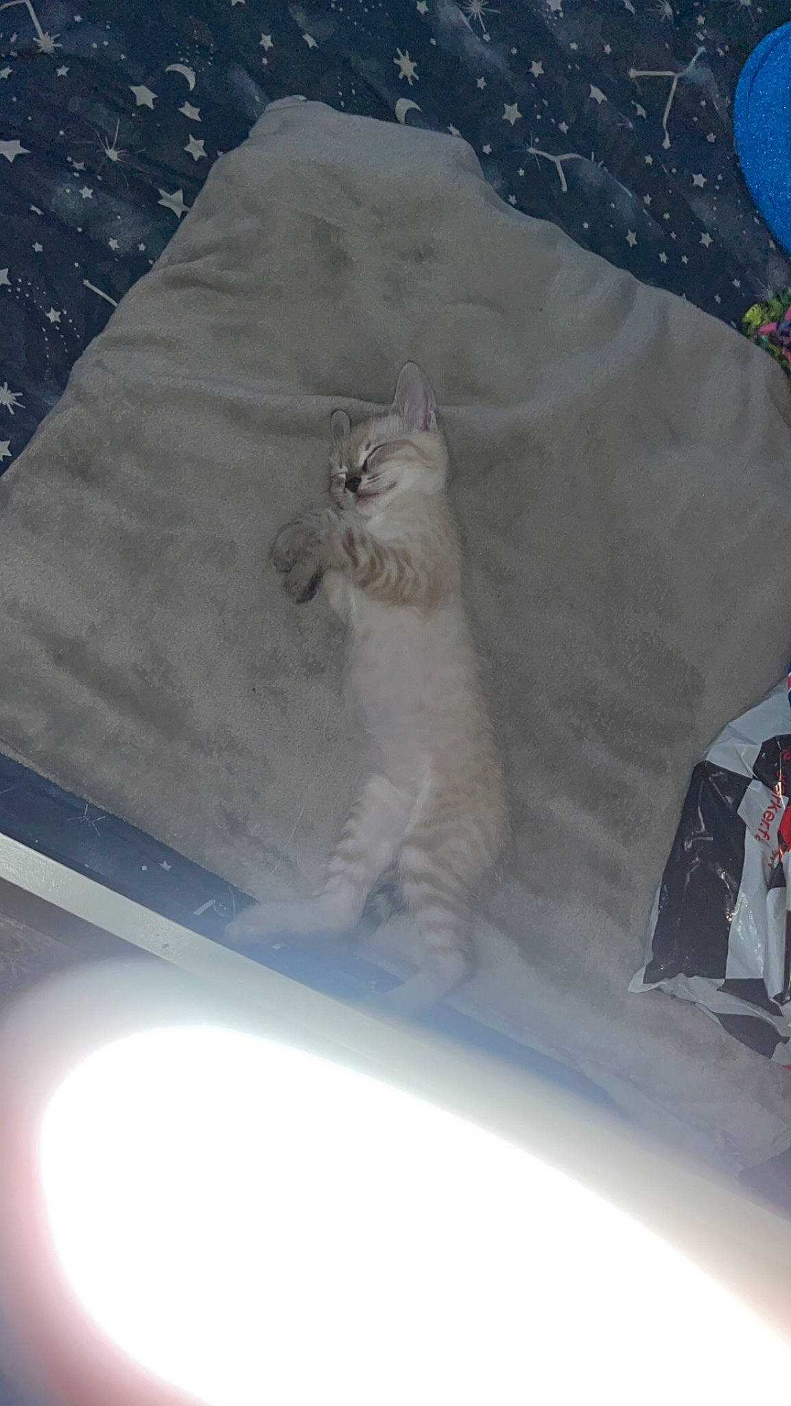 Youki participe au concours pour gagner de l'argent avec cette photo : automotive_exterior, carnivore, cat, ceiling, domestic_short_haired_cat, felidae, freezing, fur, grey, roof, sleeve, small_to_medium_sized_cats, snow, table, tail, whiskers, window, windshield, winter, wood