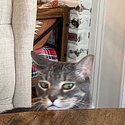 Fuzzy joined the competition — help win amazing prizes! animal, background, brick_wall, cat, chair, cozy, curious, domestic, ears, feline, furniture, gray_tabby, green_eyes, home, indoor, looking, pet, table, whiskers, wood