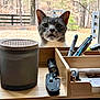 Fuzzy joined the competition — help win amazing prizes! animal, background, cat, curious, daylight, desk_organizer, fence, flashlight, gray_cat, indoor, knife, outdoor, paper, pen, pet, still_life, tree, white_cat, window, wood