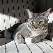 Fuzzy joined the competition — help win amazing prizes! cat, gray_cat, green_eyes, striped_chair, indoor, sunlight, relaxed, pet, feline, whiskers, fur, resting, closeup, domestic_cat, cute, animal, portrait, striped_fabric, paw, cozy