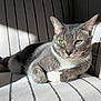 cat, gray_cat, green_eyes, striped_chair, indoor, sunlight, relaxed, pet, feline, whiskers, fur, resting, closeup, domestic_cat, cute, animal, portrait, striped_fabric, paw, cozy