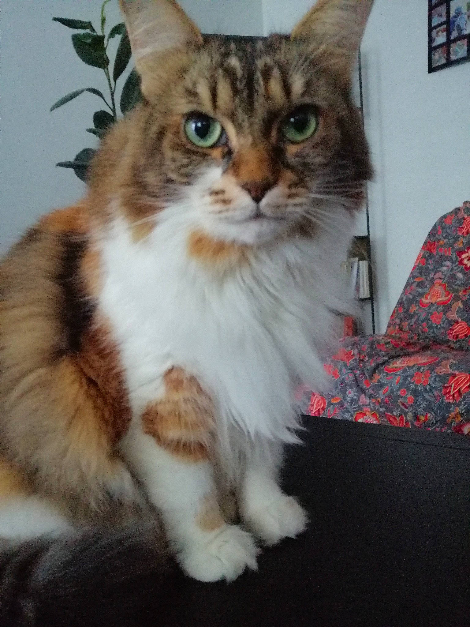 Minouche participe au concours pour gagner de l'argent avec cette photo : carnivore, cat, claw, comfort, domestic_short_haired_cat, felidae, fur, paw, picture_frame, sitting, small_to_medium_sized_cats, snout, tail, terrestrial_animal, whiskers