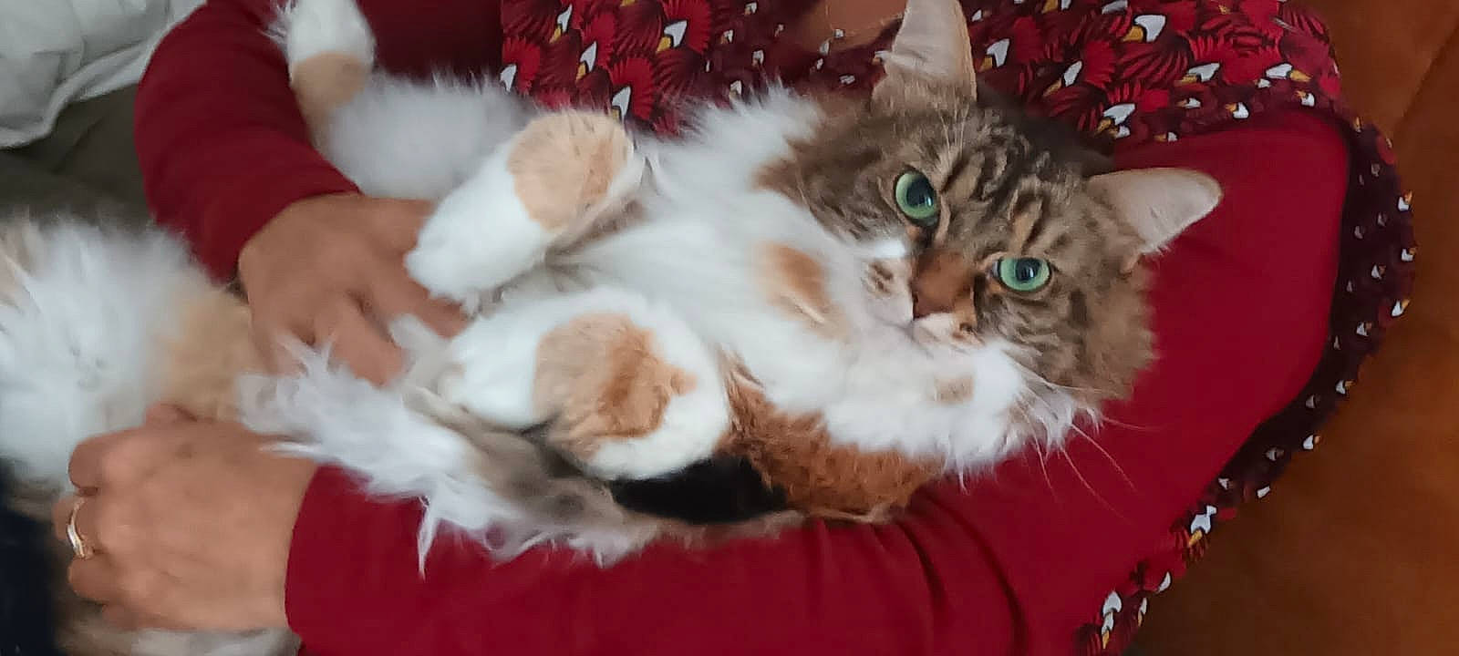 Minouche participe au concours pour gagner de l'argent avec cette photo : carnivore, cat, cat_supply, claw, comfort, domestic_short_haired_cat, event, fawn, felidae, fur, holiday, paw, photo_caption, small_to_medium_sized_cats, tail, whiskers