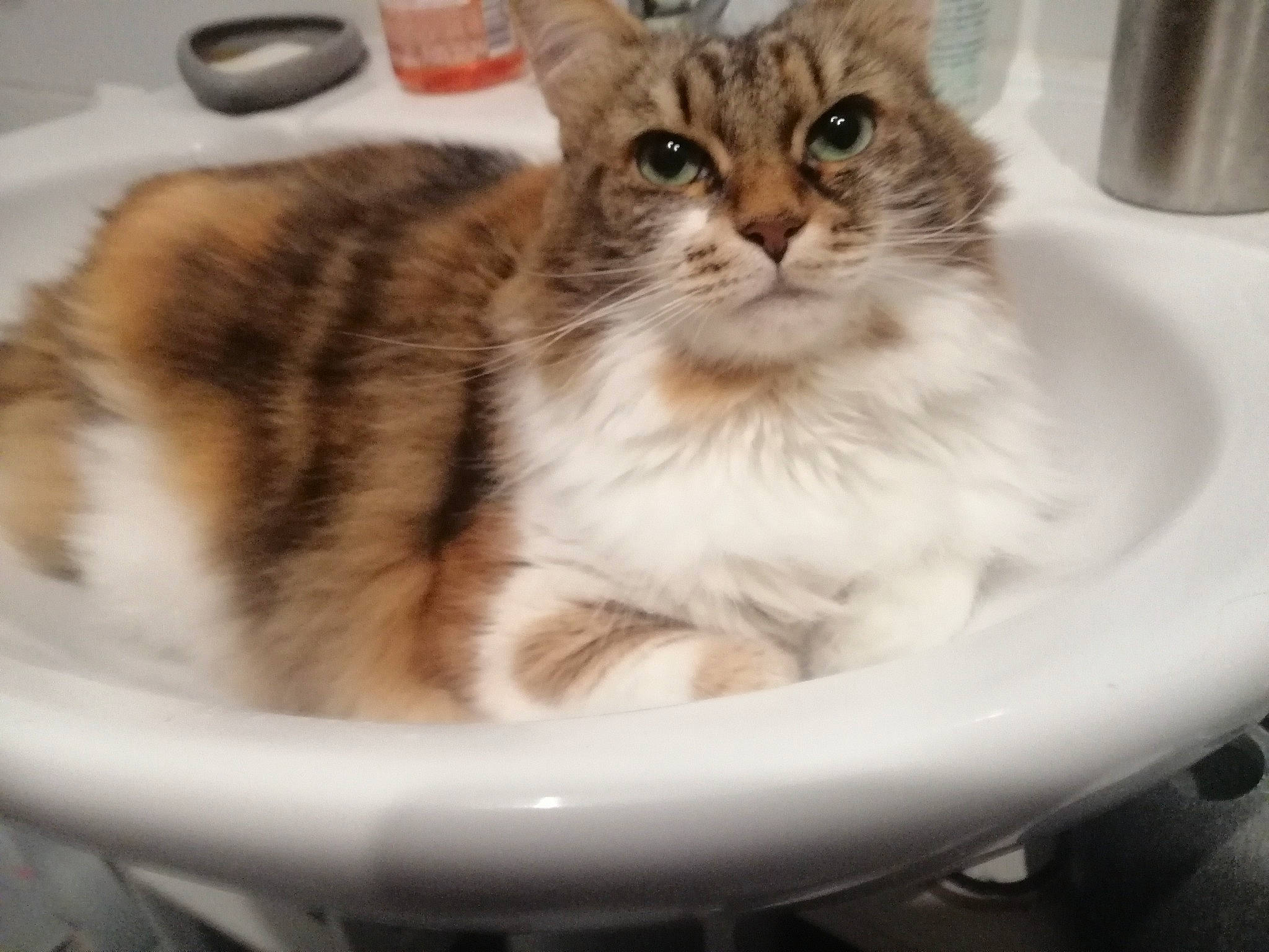 Minouche participe au concours pour gagner de l'argent avec cette photo : box, carnivore, cat, cat_supply, claw, comfort, domestic_short_haired_cat, felidae, fur, paw, pet_supply, serveware, small_to_medium_sized_cats, snout, terrestrial_animal, whiskers