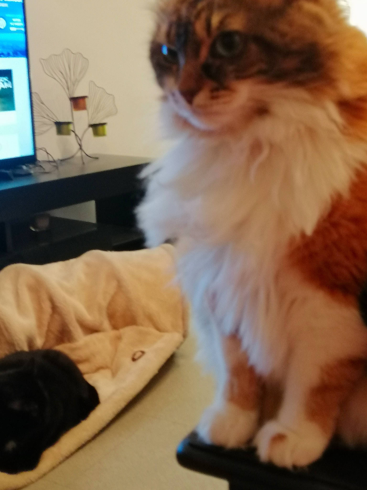 Minouche participe au concours pour gagner de l'argent avec cette photo : carnivore, cat, comfort, companion_dog, computer, computer_keyboard, desk, display_device, fawn, felidae, flooring, fur, input_device, laptop, peripheral, personal_computer, small_to_medium_sized_cats, tableware, tail, whiskers