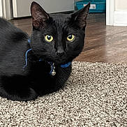 Mister Shadow is registered to the contest to win money with this photo: black_cat, cat, yellow_eyes, collar, bell, carpet, indoor, floor, door, pet, animal, feline, fur, whiskers, ears, relaxed, close_up, domestic_cat, household, looking