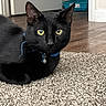 black_cat, cat, yellow_eyes, collar, bell, carpet, indoor, floor, door, pet, animal, feline, fur, whiskers, ears, relaxed, close_up, domestic_cat, household, looking