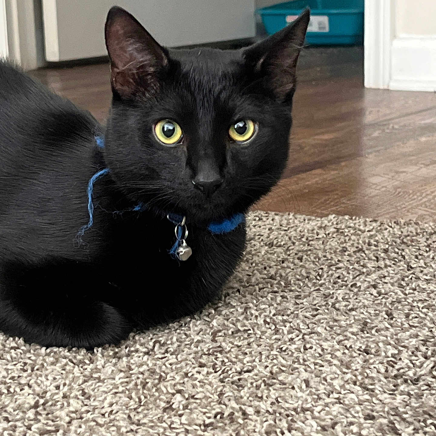 Mister Shadow is registered to the contest to win money with this photo: black_cat, cat, yellow_eyes, collar, bell, carpet, indoor, floor, door, pet, animal, feline, fur, whiskers, ears, relaxed, close_up, domestic_cat, household, looking
