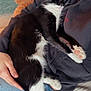 Moustache a rejoint le concours — aidez-le/la à gagner de superbes lots ! black_and_white_cat, casual_clothing, cat, comfort, couch, cozy, cushion, feline, furniture, hand, home, hoodie, indoor, lap, person, pet, relaxation, resting, sleeping_cat, soft_lighting