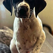 Finn is registered to the contest to win money with this photo: animal, attention, black_and_white, close_up, cute, dog, domestic_animal, ears, eyes, front_paw, fur, indoor, nose, pet, portrait, puppy, sitting, spotted, whiskers, young