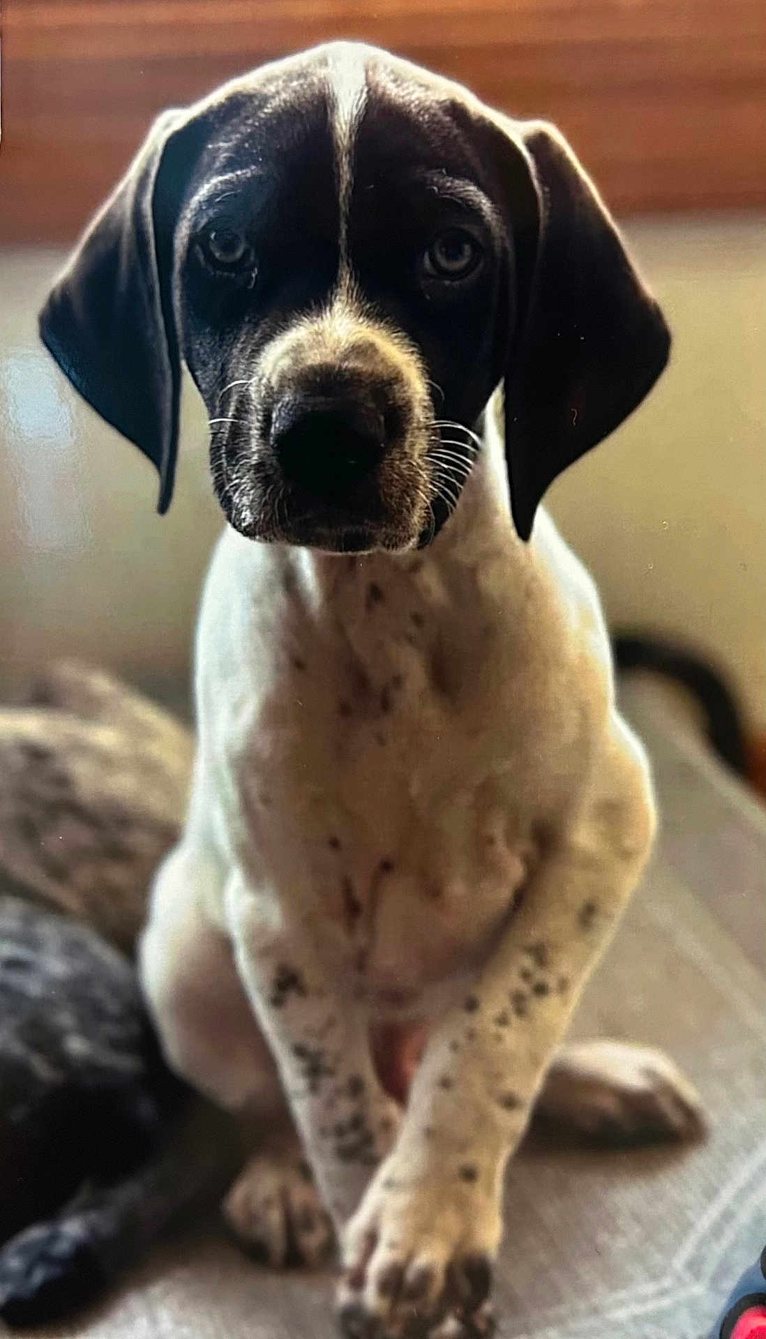 Finn