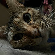 Patches joined the competition — help win amazing prizes! cat, close_up, animal, pet, whiskers, fur, face, eyes, lying_down, cute, curious, indoor, domestic, tabby, mammal, feline, portrait, soft_light, relaxed, closeup