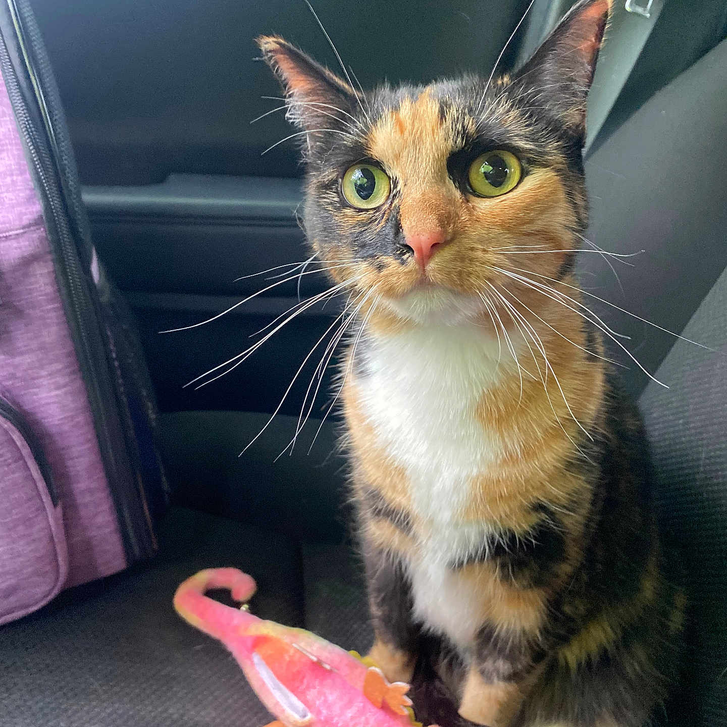 Kitter joined the competition — help win amazing prizes! abyssinian, angora, animal, beak, bird, bodypart, cat, dinosaur, gecko, iguana, kitten, leash, lizard, manx, mouth, person, pet, plush, reptile, toy