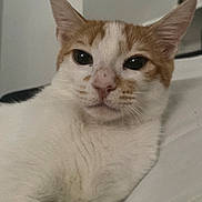 Creamsicle joined the competition — help win amazing prizes! animal, bed, cat, close_up, comfort, cute, domestic_animal, ears, face, feline, fur, indoor, lying_down, orange_cat, pet, relaxed, resting, soft_light, whiskers, white_cat