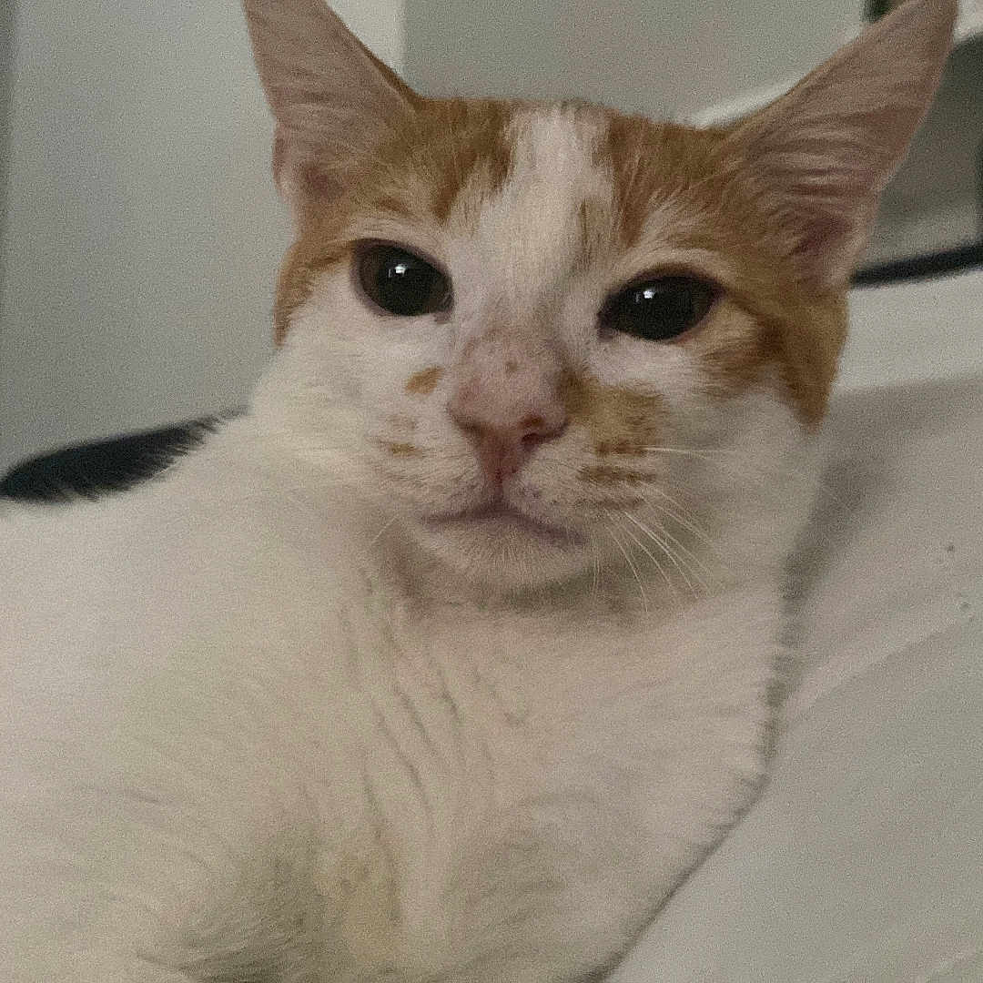 Creamsicle joined the competition — help win amazing prizes! animal, bed, cat, close_up, comfort, cute, domestic_animal, ears, face, feline, fur, indoor, lying_down, orange_cat, pet, relaxed, resting, soft_light, whiskers, white_cat