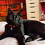 animal, bed, blackcat, cat, egyptiancat, furniture, kitten, manx, pet
