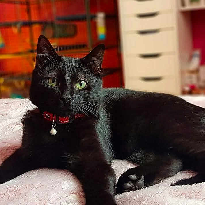 Naya a rejoint le concours — aidez-le/la à gagner de superbes lots ! animal, bed, blackcat, cat, egyptiancat, furniture, kitten, manx, pet