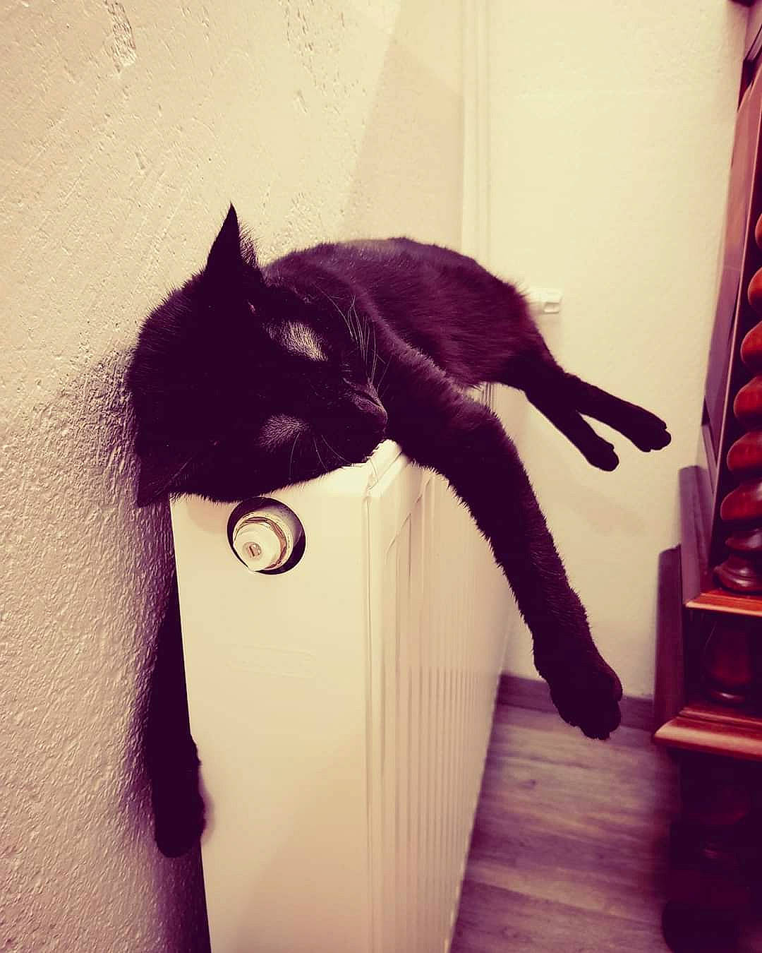 Maho a rejoint le concours — aidez-le/la à gagner de superbes lots ! black_cat, carnivore, cat, domestic_short_haired_cat, door, ear, eye, felidae, fur, kitten, leg, polydactyl_cat, purple, russian_blue, small_to_medium_sized_cats, tail, whiskers