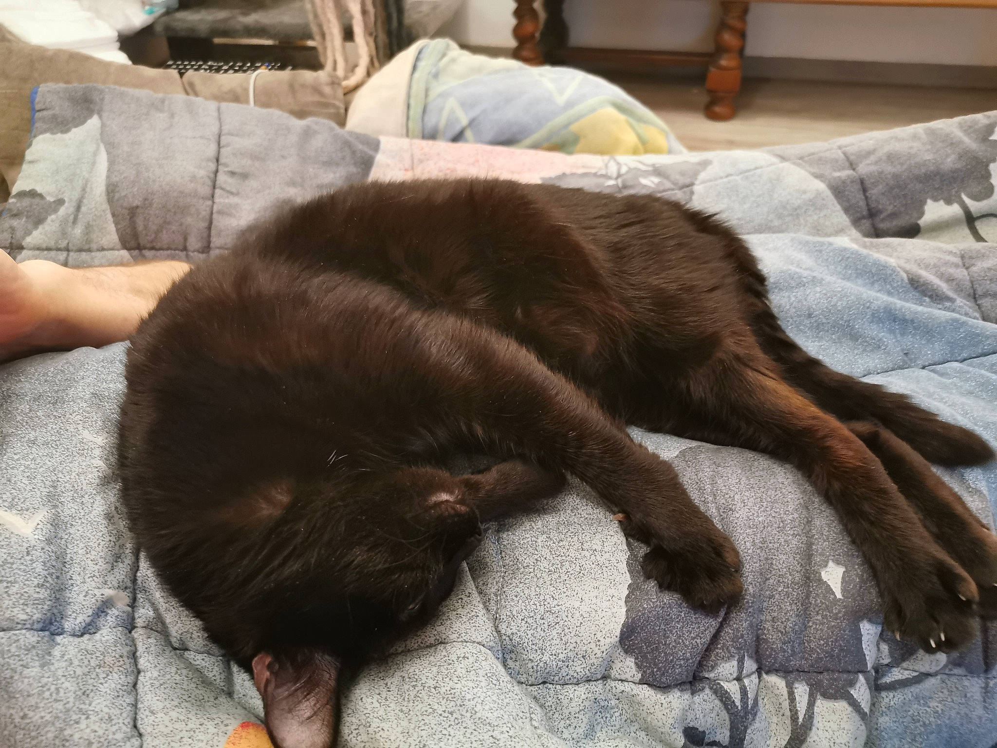 Maho a rejoint le concours — aidez-le/la à gagner de superbes lots ! black_cat, canidae, carnivore, cat, claw, comfort, ear, felidae, fur, hand, havana_brown, leg, nap, sleep, small_to_medium_sized_cats, snout, sporting_group, tail, whiskers