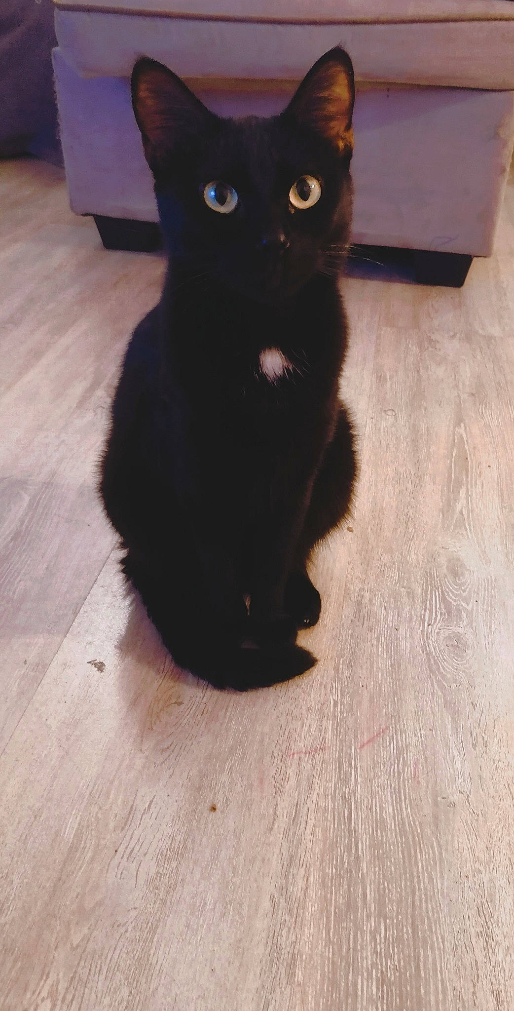 Maho participe au concours pour gagner de l'argent avec cette photo : black, black_cat, bombay, carnivore, cat, dog_breed, domestic_short_haired_cat, felidae, floor, flooring, fur, mammal, small_to_medium_sized_cats, tail, whiskers