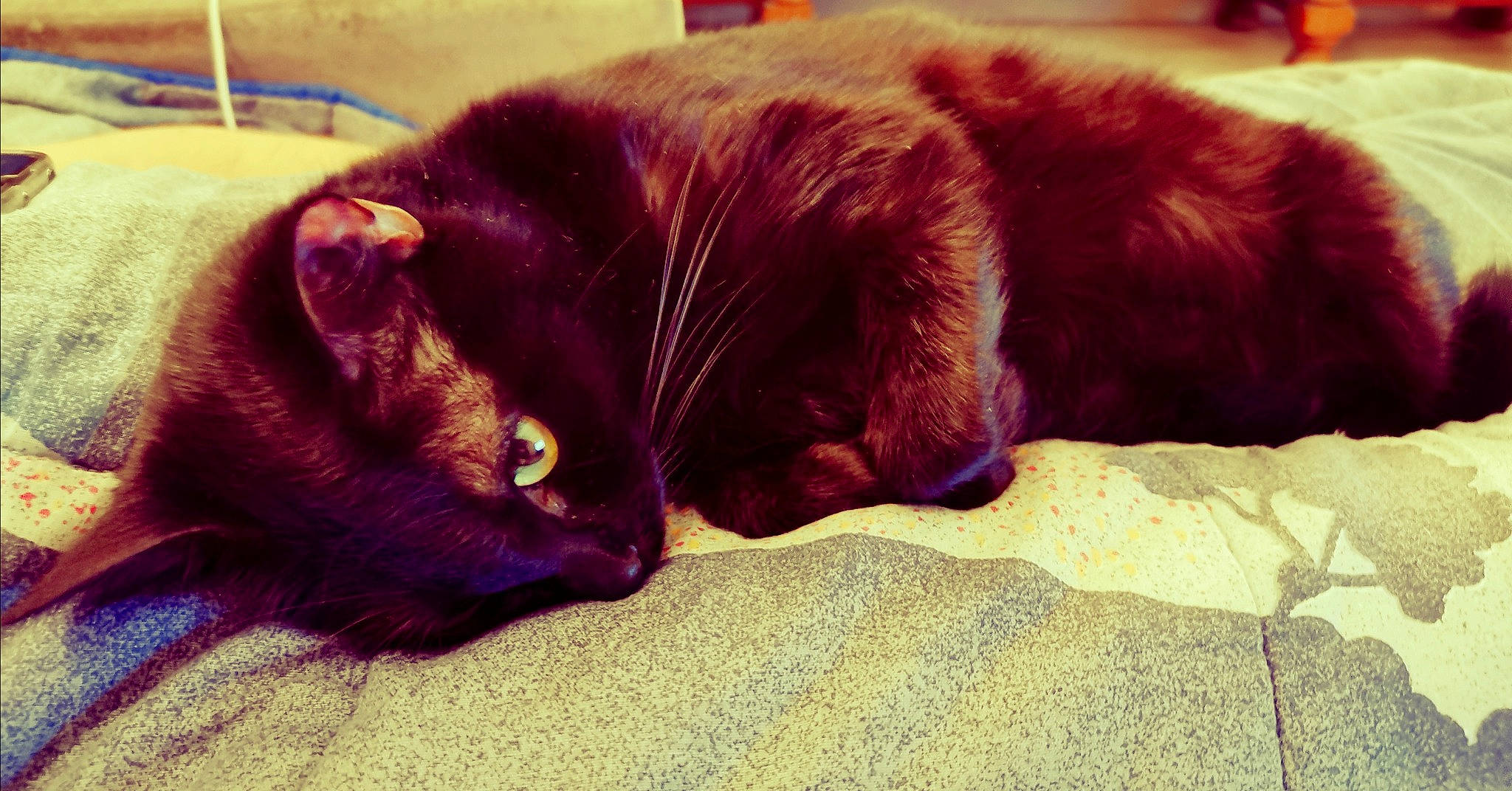 Maho participe au concours pour gagner de l'argent avec cette photo : black_cat, canidae, carnivore, cat, felidae, fur, kitten, nap, sleep, small_to_medium_sized_cats, snout, sporting_group, whiskers