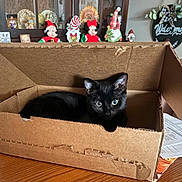 Daisy Mae joined the competition — help win amazing prizes! black_cat, cat, cardboard_box, table, wooden_table, indoor, holiday_decorations, christmas, figurines, welcome_sign, cozy, pet, curious, feline, animal, domestic_cat, wide_eyes, sitting, background, home