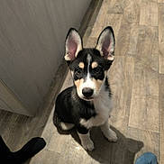 Aiko a rejoint le concours — aidez-le/la à gagner de superbes lots ! dog, puppy, indoor, wood_floor, black_and_white, curious, ears, pet, flooring, looking_up, young_dog, canine, domestic_animal, sitting, attention, animal, companion, house, feet, casual