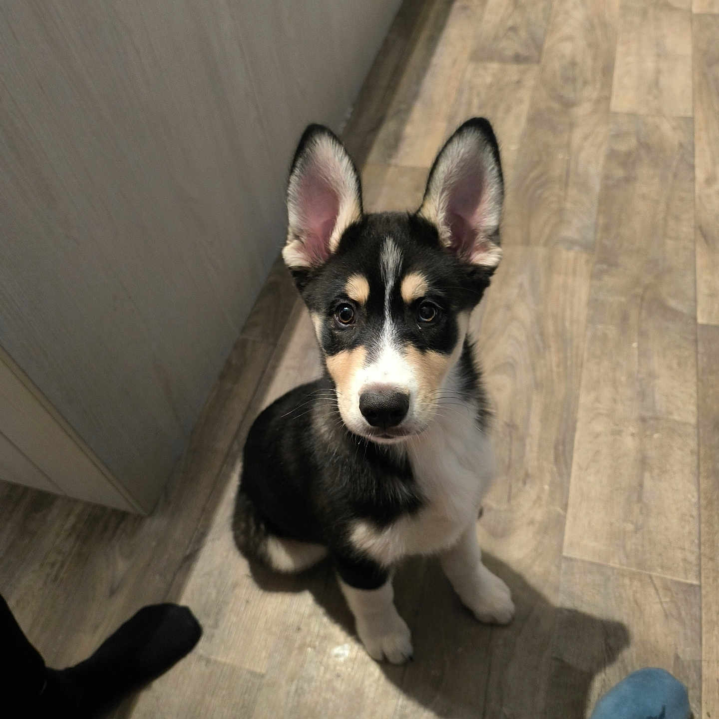 Aiko a rejoint le concours — aidez-le/la à gagner de superbes lots ! animal, attention, black_and_white, canine, casual, companion, curious, dog, domestic_animal, ears, feet, flooring, house, indoor, looking_up, pet, puppy, sitting, wood_floor, young_dog