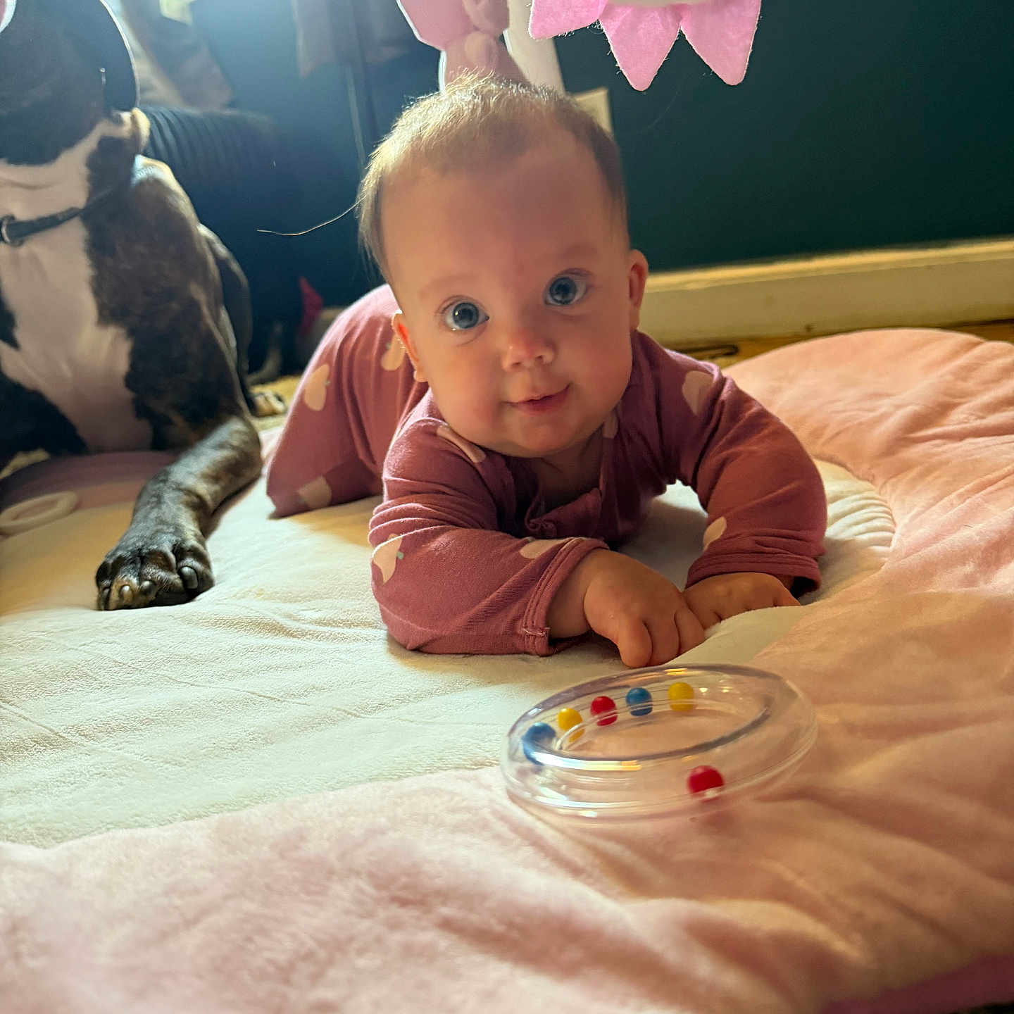 Charlotte is registered to the contest to win money with this photo: baby, child, dog, toy, play_mat, indoor, pink_clothing, curious, lying_down, pet, floor, window, daylight, soft_toy, home, cute, infant, animal, portrait, floor_mat