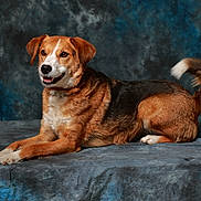 Sina participe au concours pour gagner de l'argent avec cette photo : dog, canine, pet, brown_fur, black_fur, lying_down, portrait, studio, indoor, animal, tail, ears, snout, happy, fur_texture, collar, four_legs, background, blue, gray