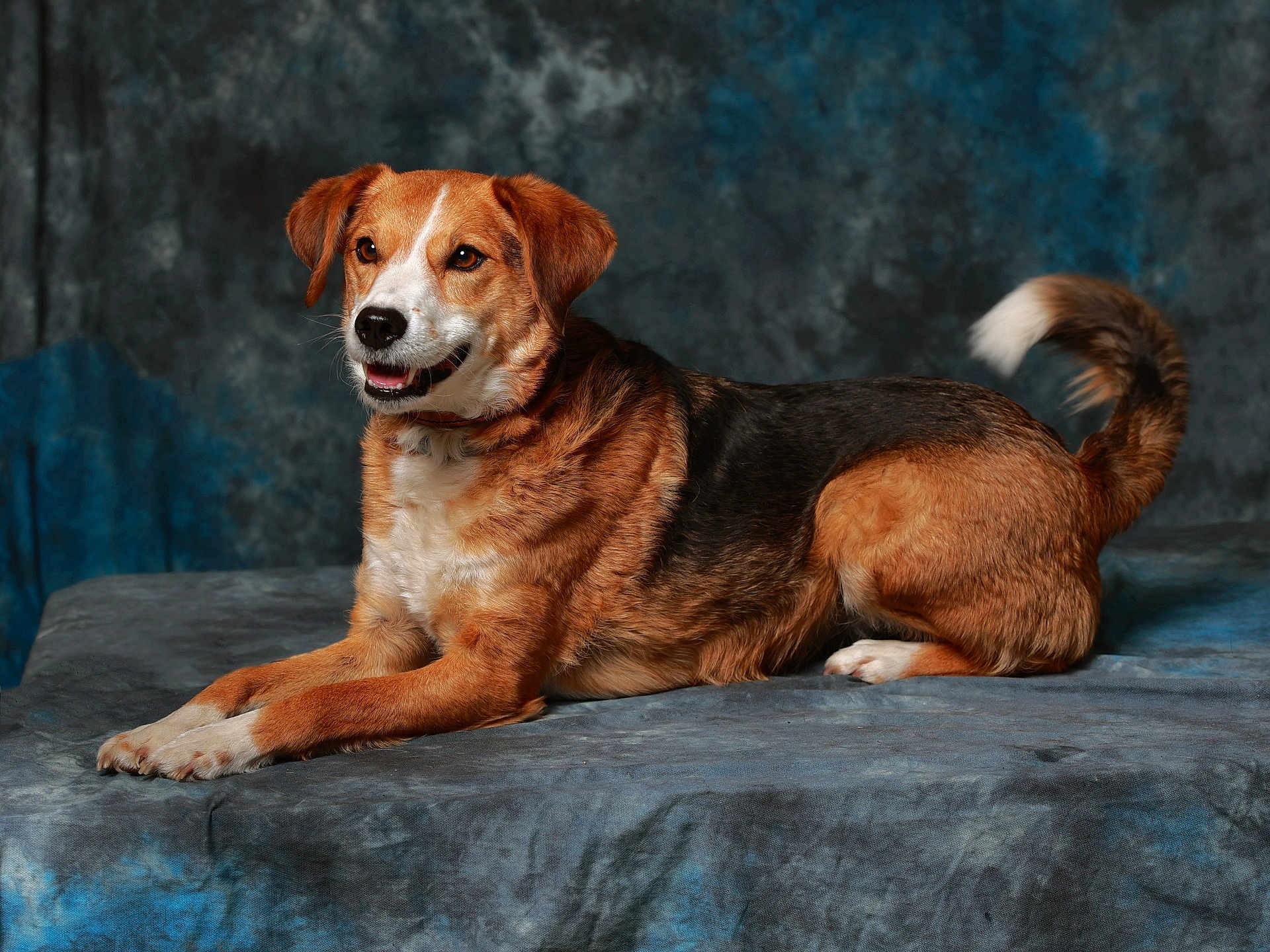 Sina participe au concours pour gagner de l'argent avec cette photo : dog, canine, pet, brown_fur, black_fur, lying_down, portrait, studio, indoor, animal, tail, ears, snout, happy, fur_texture, collar, four_legs, background, blue, gray