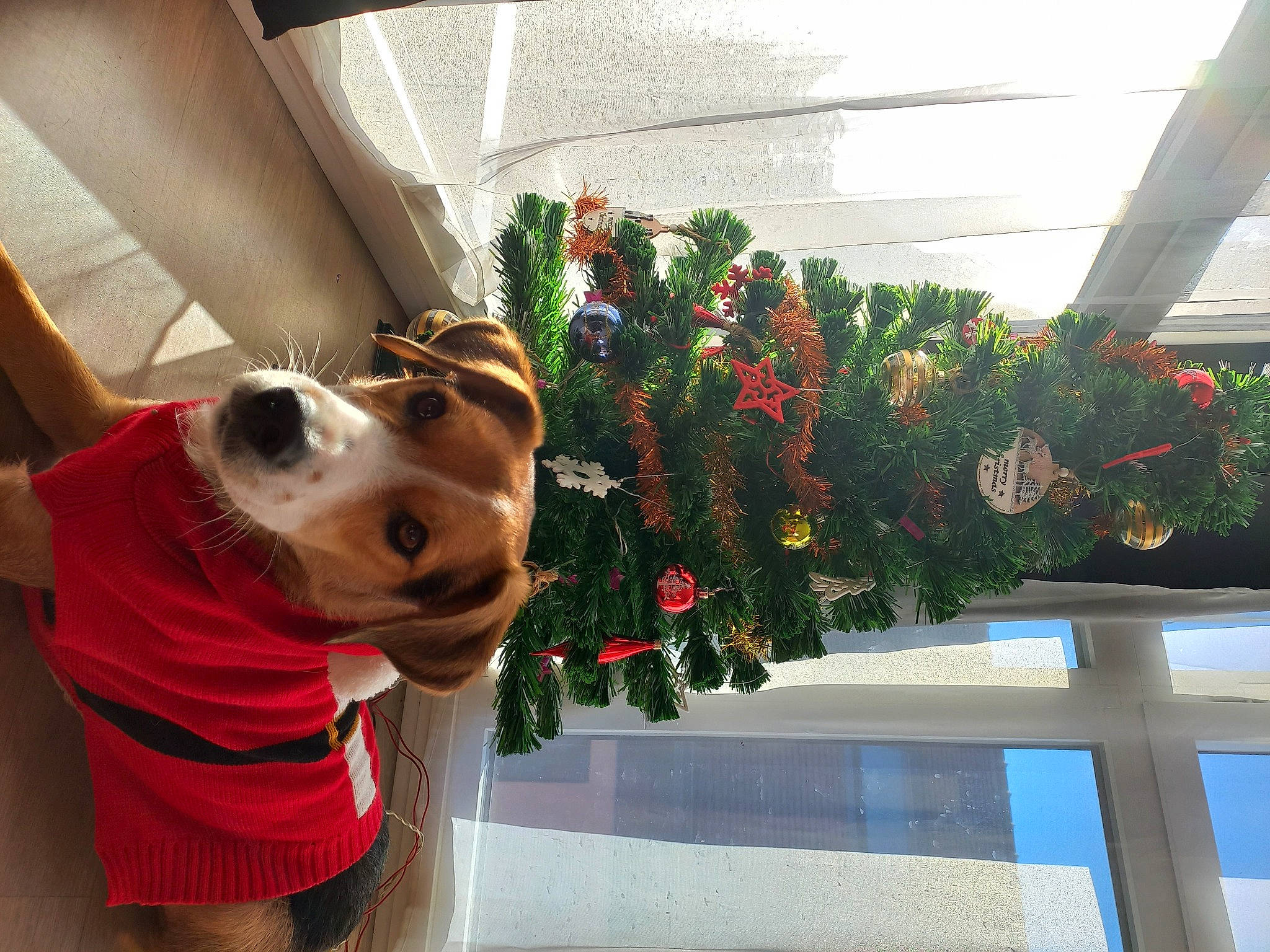 Sina participe au concours pour gagner de l'argent avec cette photo : carnivore, companion_dog, dog, dog_breed, dog_collar, dog_supply, event, eyewear, fun, holiday, houseplant, leash, plant, selfie, smile, snout, sporting_group, toy, tree, window