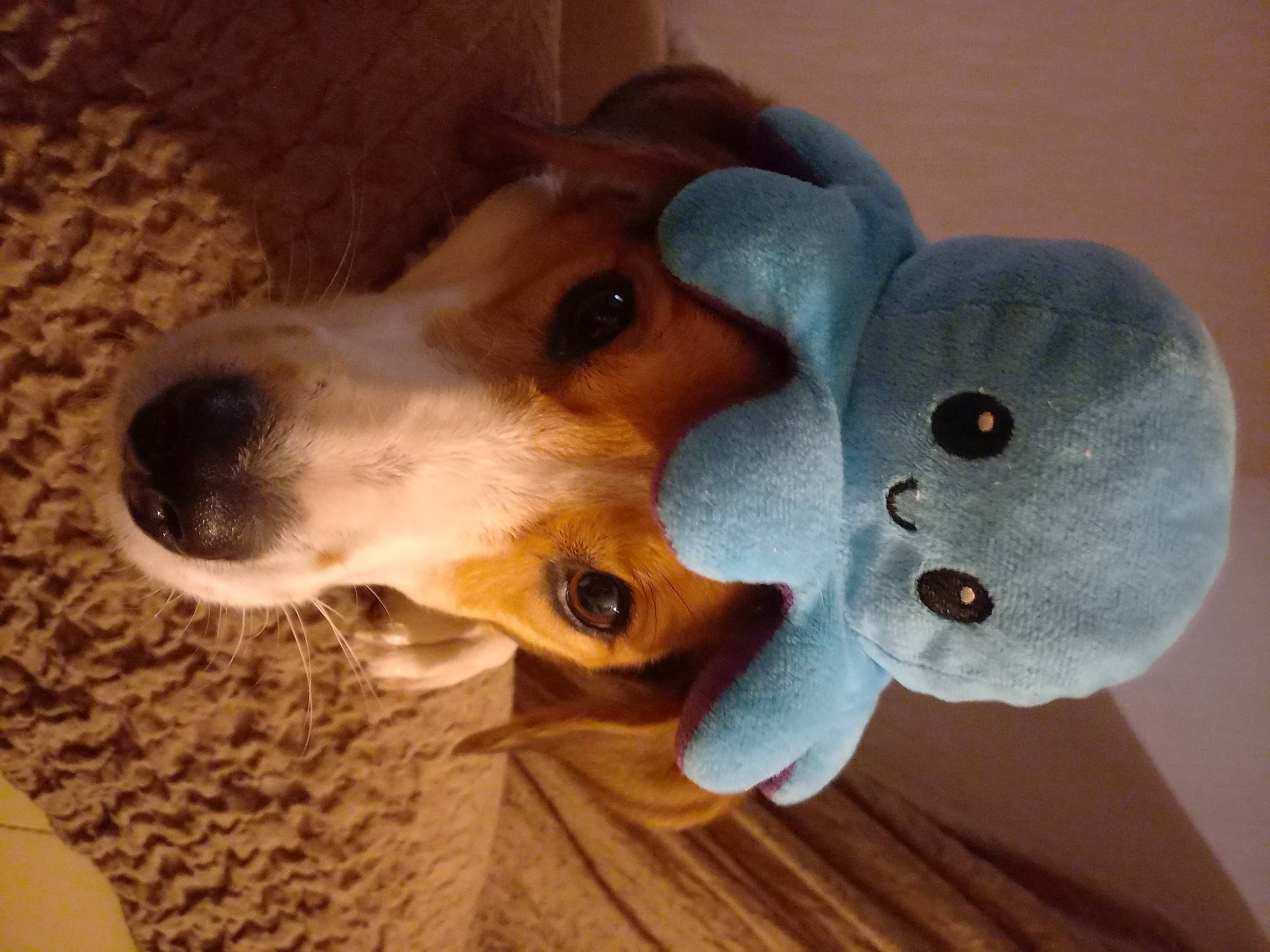 Sina a rejoint le concours — aidez-le/la à gagner de superbes lots ! art, carnivore, collar, companion_dog, costume_hat, dog, dog_breed, dog_collar, ear, fashion_accessory, fawn, hat, pet_supply, plant, snout, sunglasses, toy, whiskers, wood, working_animal