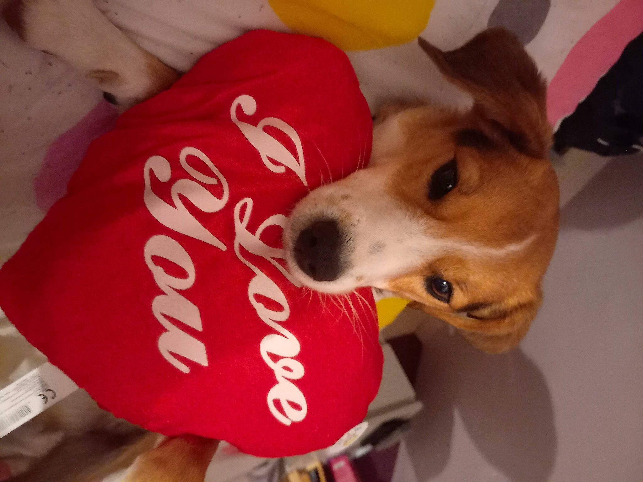 Sina participe au concours pour gagner de l'argent avec cette photo : carbonated_soft_drinks, carmine, carnivore, coca_cola, cola, collar, companion_dog, dog, dog_breed, dog_supply, drink, fur, pet_supply, snout, soft_drink, sporting_group, working_animal