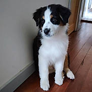 Baïla participe au concours pour gagner de l'argent avec cette photo : puppy, dog, tricolor, fluffy, indoor, wooden_floor, wall, pet, young_dog, sitting, curious, animal, cute, companion, house, floor, furry, canine, adorable, portrait