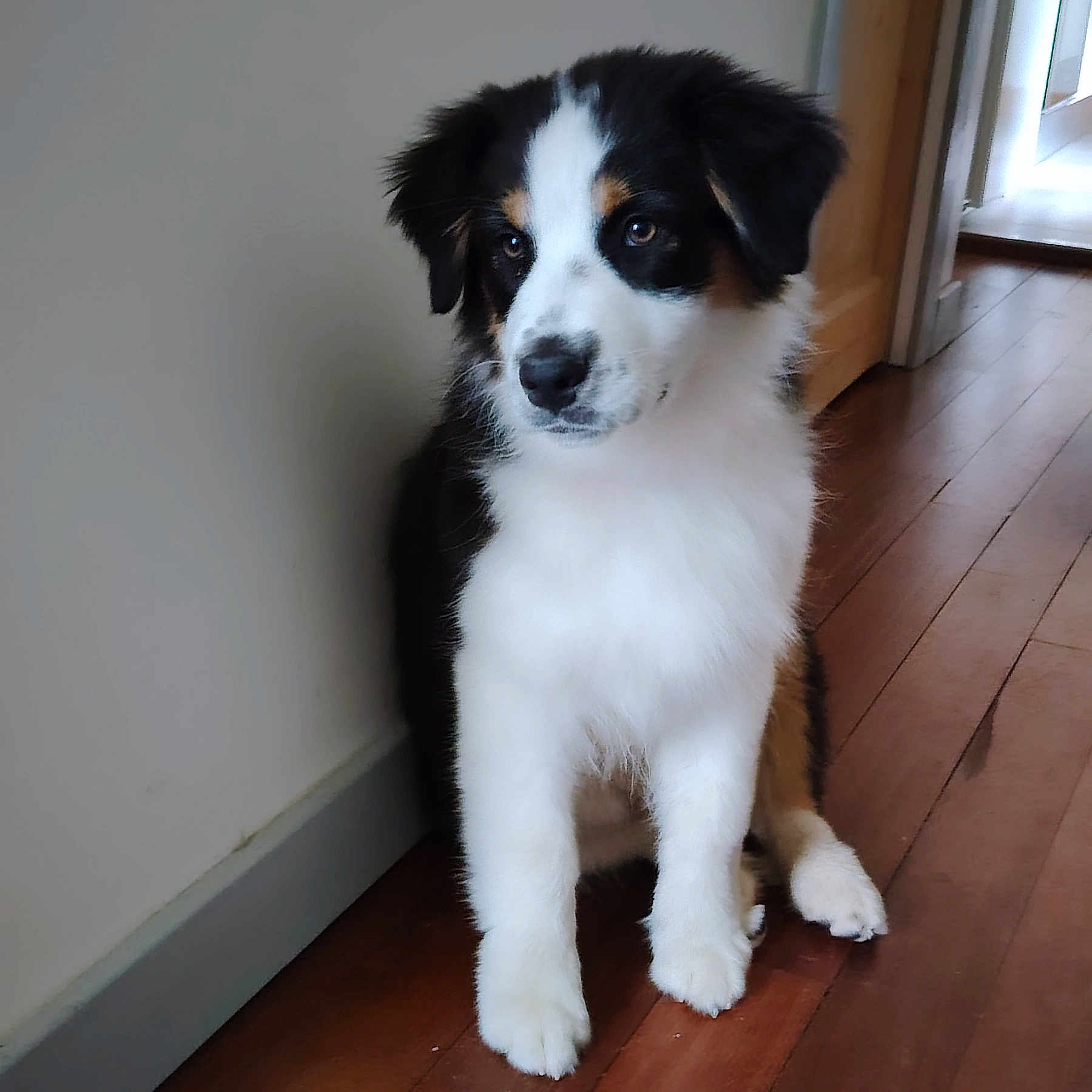 Baïla participe au concours pour gagner de l'argent avec cette photo : puppy, dog, tricolor, fluffy, indoor, wooden_floor, wall, pet, young_dog, sitting, curious, animal, cute, companion, house, floor, furry, canine, adorable, portrait