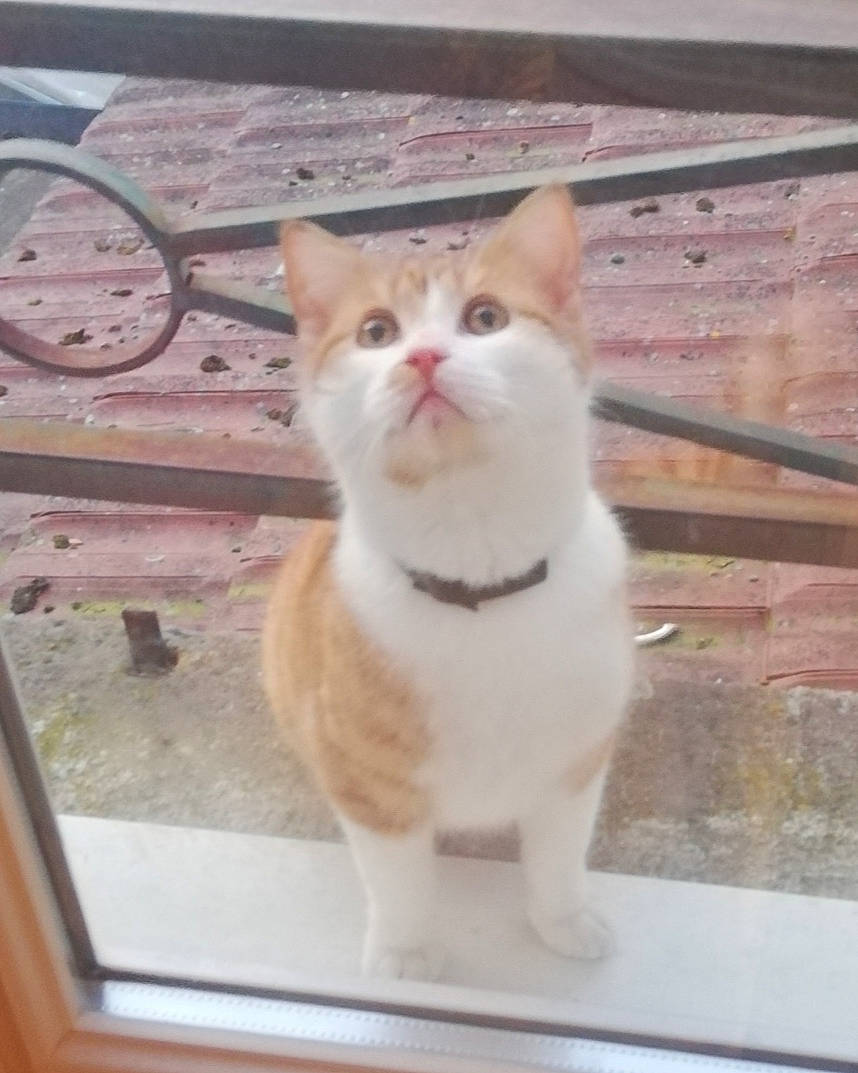 Pomme a rejoint le concours — aidez-le/la à gagner de superbes lots ! aegean_cat, asian, carnivore, cat, domestic_short_haired_cat, european_shorthair, eye, fawn, felidae, kitten, nose, ojos_azules, polydactyl_cat, small_to_medium_sized_cats, snout, tabby_cat, tail, turkish_van, whiskers, window