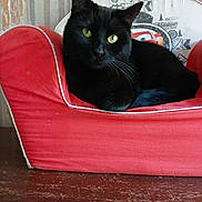 Lola participe au concours pour gagner de l'argent avec cette photo : black_cat, cat, pet_chair, red_chair, yellow_eyes, indoor, feline, animal, pet, fur, whiskers, resting, curious, wooden_surface, striped_wallpaper, cozy, domestic, close_up, cute, relaxed