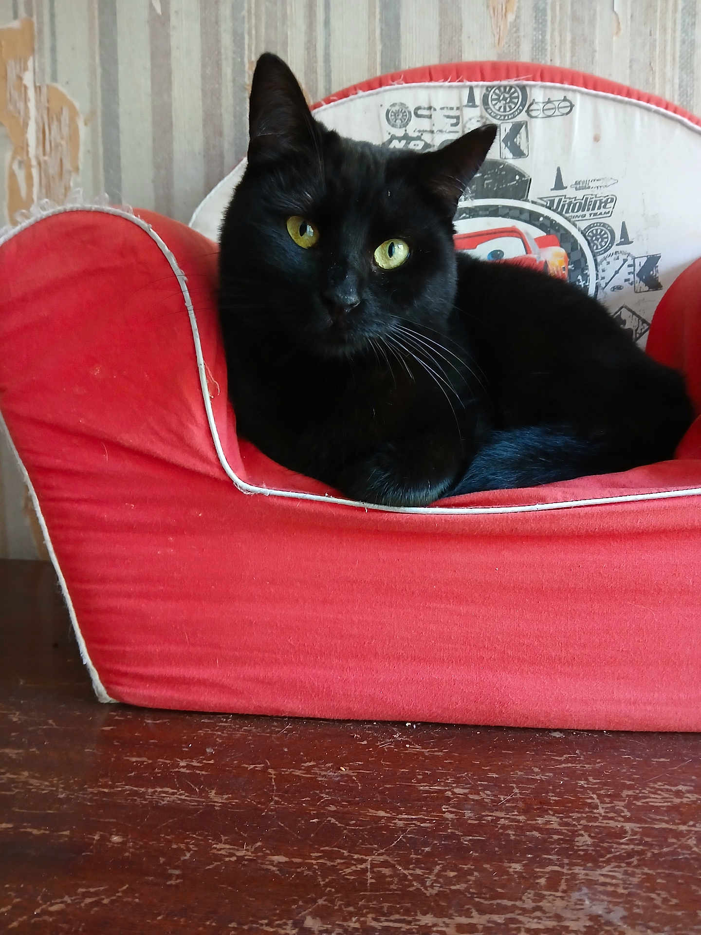 Lola participe au concours pour gagner de l'argent avec cette photo : black_cat, cat, pet_chair, red_chair, yellow_eyes, indoor, feline, animal, pet, fur, whiskers, resting, curious, wooden_surface, striped_wallpaper, cozy, domestic, close_up, cute, relaxed
