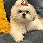Leia is registered to the contest to win money with this photo: animal, butterfly_clip, companion, couch, cute, dog, domestic_animal, eyes, fluffy, fur, gray_couch, hair_accessory, indoor, nose, paw, pet, relaxed, small_dog, white_dog, yellow_pillow