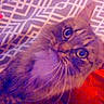 animal, blanket, cat, closeup, cozy, cute, domestic_animal, eyes, face, feline, fur, gray, indoor, looking_up, pattern, pet, red, resting, warm_colors, whiskers