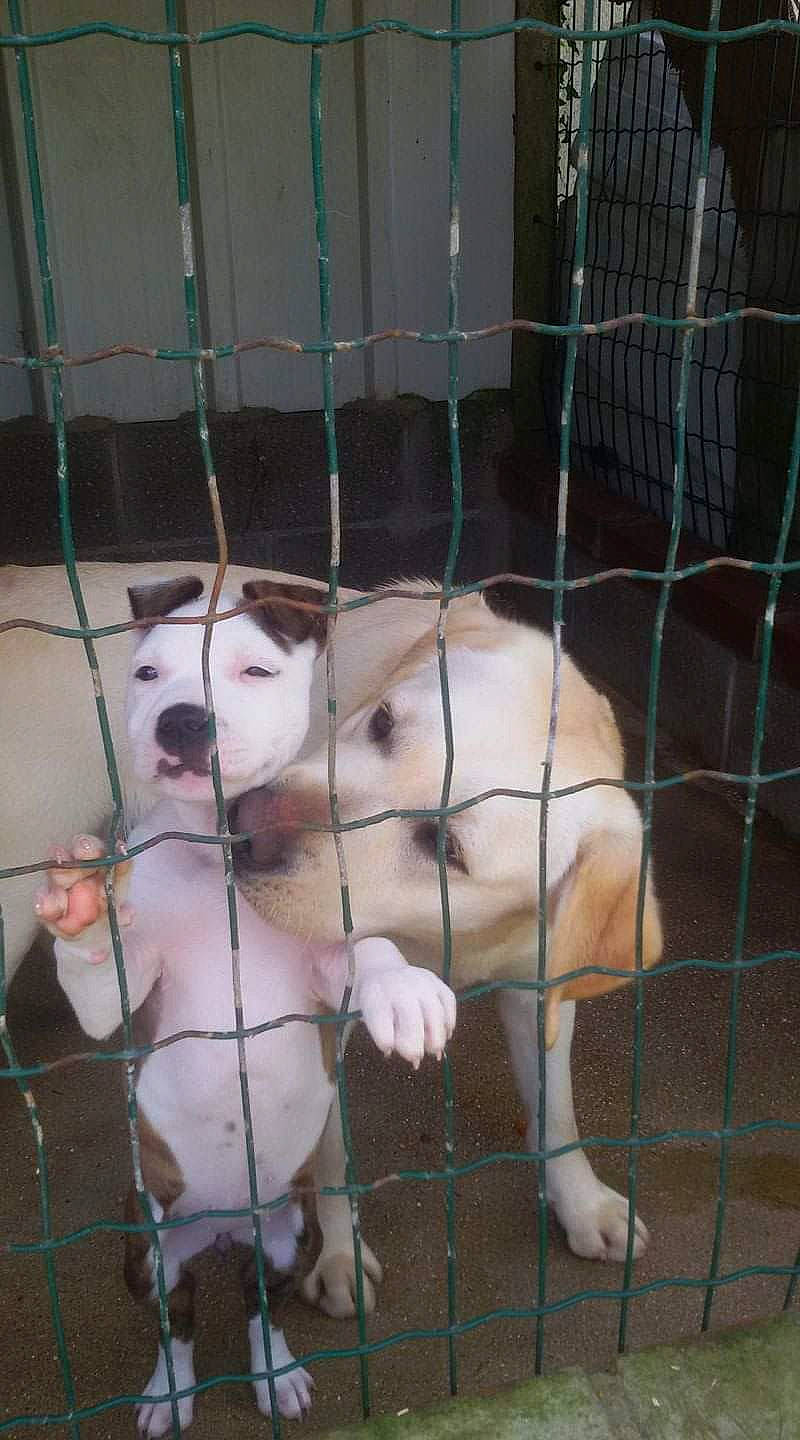 Nina participe au concours pour gagner de l'argent avec cette photo : american_bulldog, american_pit_bull_terrier, animal_shelter, canidae, carnivore, dog, dog_breed, fawn, gull_terr, mammal, non_sporting_group, pit_bull, sporting_group, vertebrate