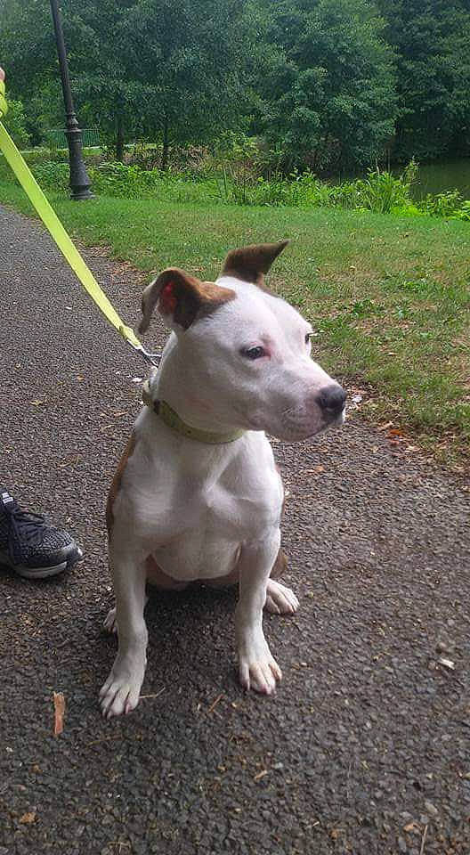 Nina participe au concours pour gagner de l'argent avec cette photo : american_pit_bull_terrier, american_staffordshire_terrier, bull_and_terrier, canidae, carnivore, dog, dog_breed, dogo_argentino, dogo_guatemalteco, english_white_terrier, fawn, gull_terr, mammal, non_sporting_group, old_english_terrier, pit_bull, rare_breed_dog, snout, terrier, vertebrate