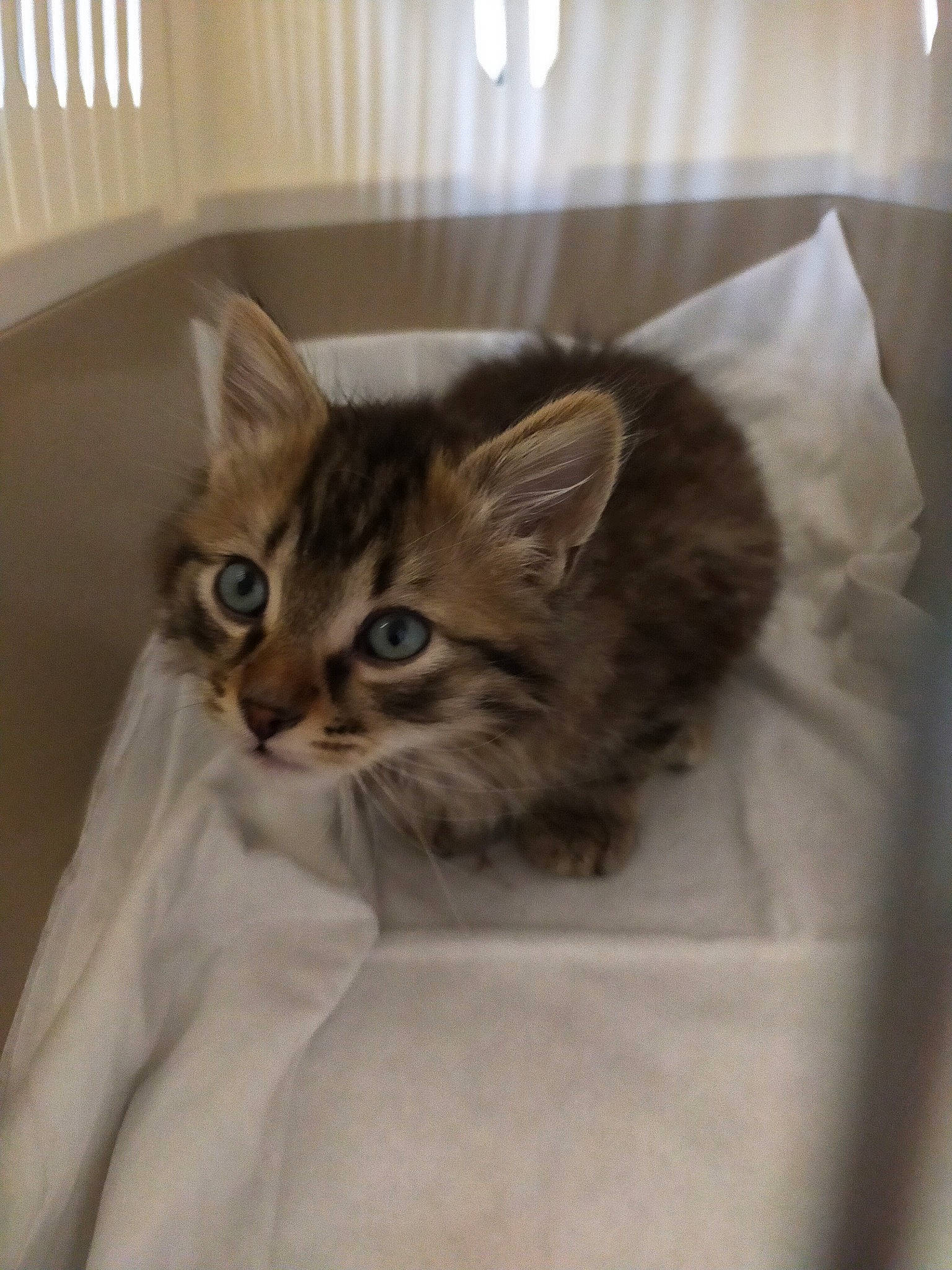 Draco participe au concours pour gagner de l'argent avec cette photo : animal_shelter, carnivore, cat, cat_supply, comfort, domestic_short_haired_cat, door, fawn, felidae, fur, pet_supply, small_to_medium_sized_cats, snout, terrestrial_animal, whiskers, window