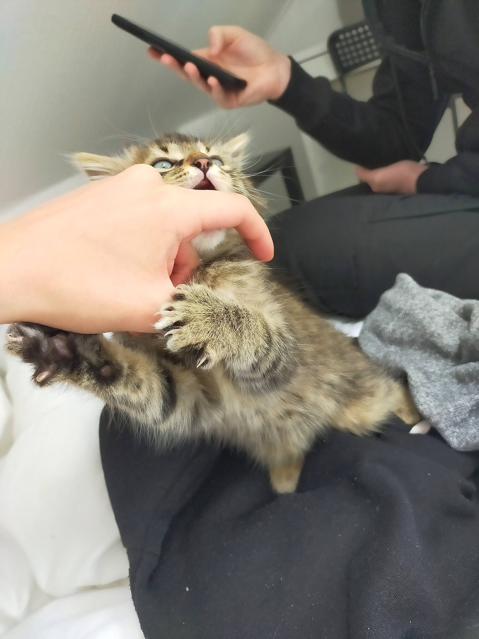 Draco participe au concours pour gagner de l'argent avec cette photo : canidae, carnivore, cat, claw, companion_dog, fawn, felidae, finger, fur, gesture, hair_coloring, hairdresser, hand, jaw, nail, safety_glove, small_to_medium_sized_cats, veterinarian, whiskers, wildlife_biologist