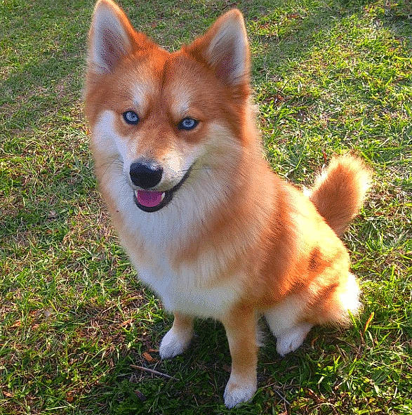 Maya participe au concours pour gagner de l'argent avec cette photo : akita_inu, canidae, carnivore, collar, companion_dog, dog, dog_breed, dog_supply, fawn, finnish_spitz, fur, grass, grass_family, icelandic_sheepdog, non_sporting_group, snout, spitz, sporting_group, tongue, working_animal