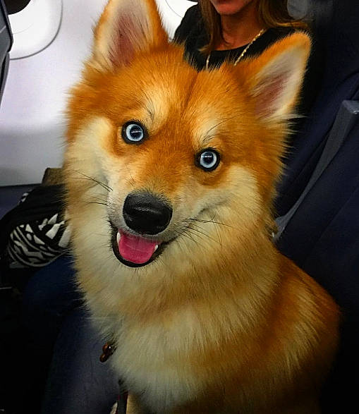 Maya participe au concours pour gagner de l'argent avec cette photo : ancient_dog_breeds, canidae, canis, carnivore, companion_dog, dog, dog_breed, finnish_spitz, fur, jaw, non_sporting_group, snout, spitz, sporting_group, tongue, whiskers