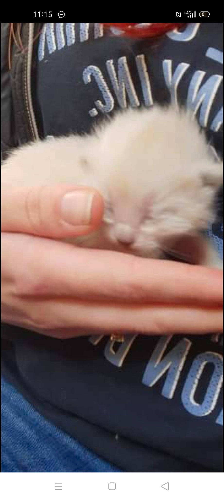 Celestia participe au concours pour gagner de l'argent avec cette photo : carnivore, cat, claw, close_up, companion_dog, electric_blue, eyelash, fashion_accessory, feather, felidae, font, fur, gesture, nail, paw, photo_caption, small_to_medium_sized_cats, snout, thumb, whiskers